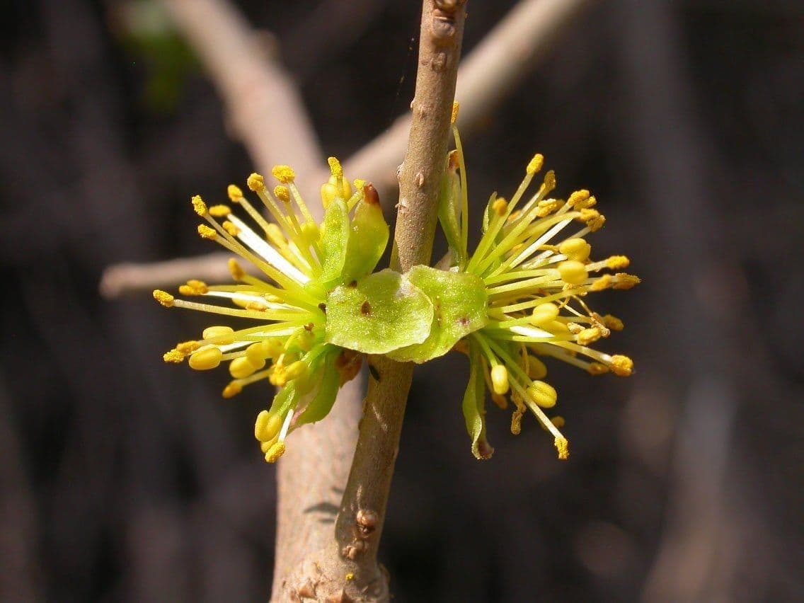 Forestiera 2