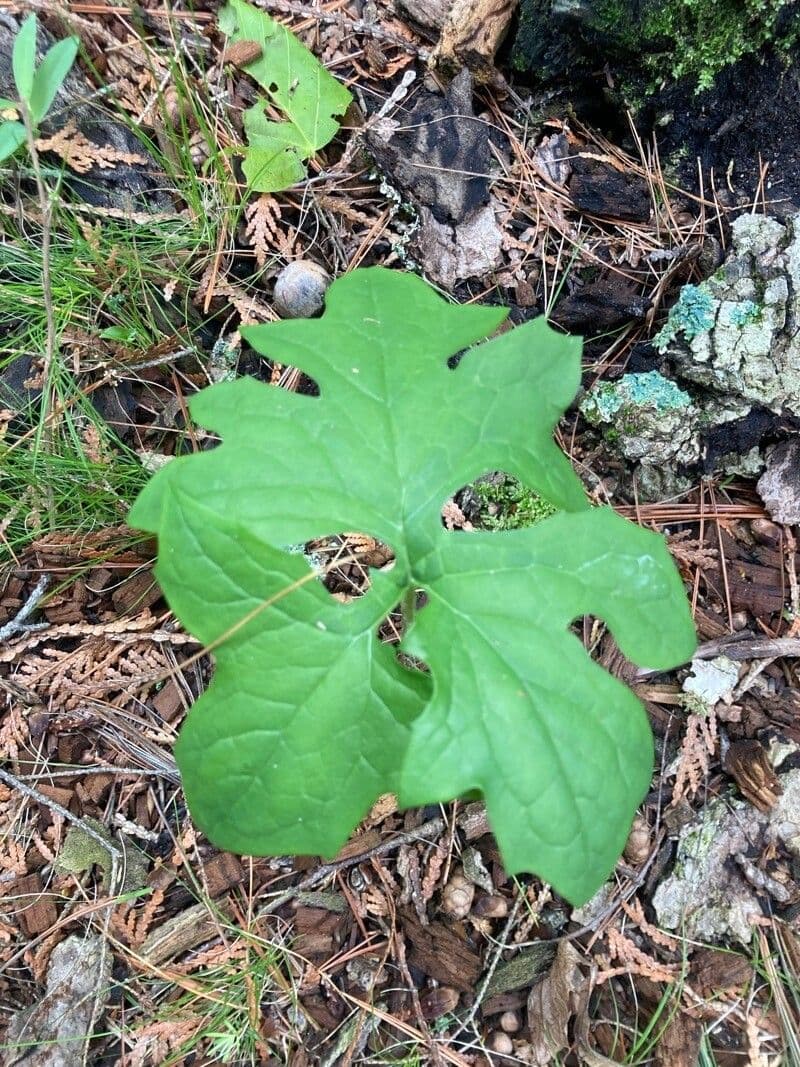 Nabalus 10