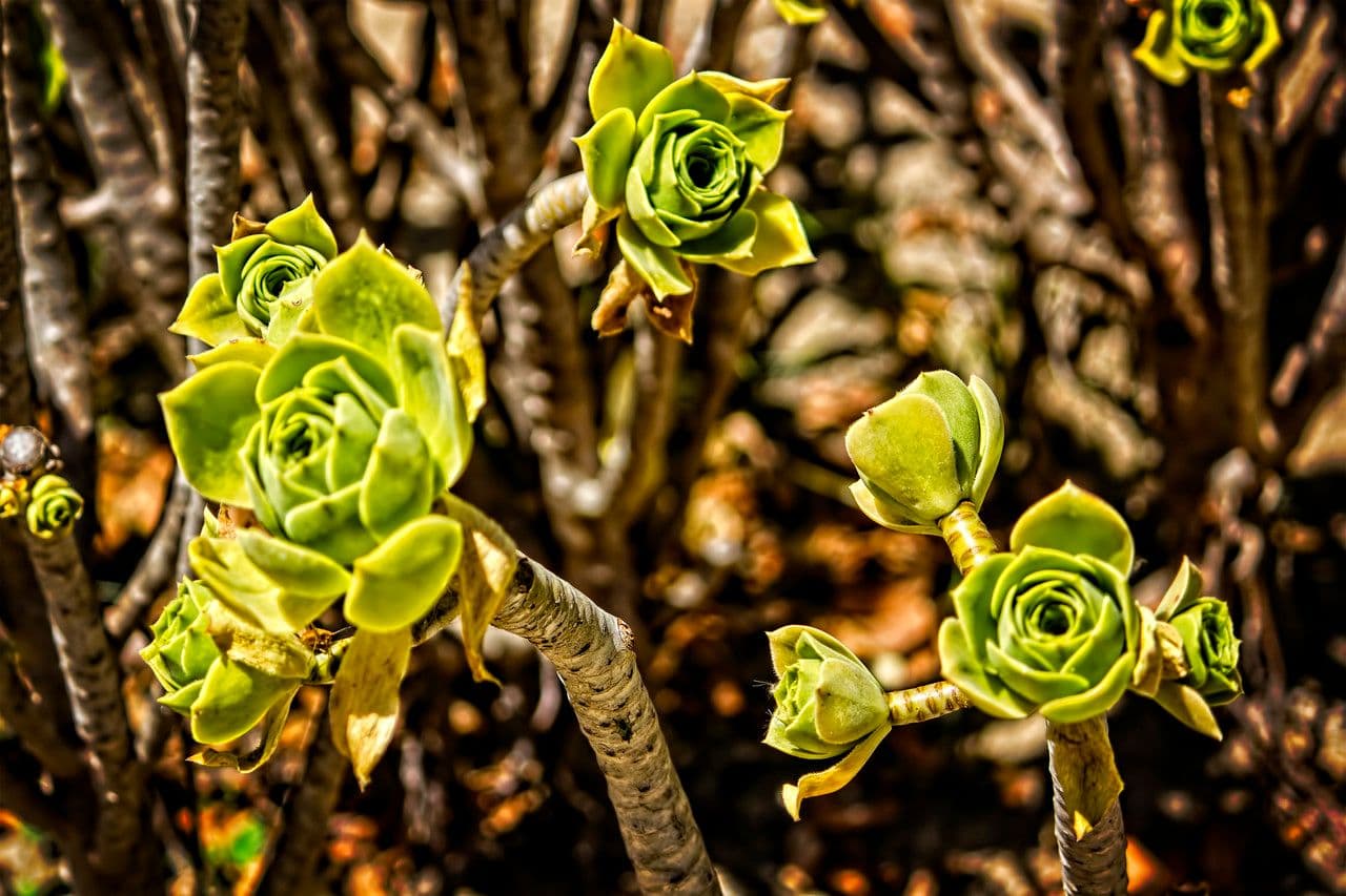 Aeonium 16