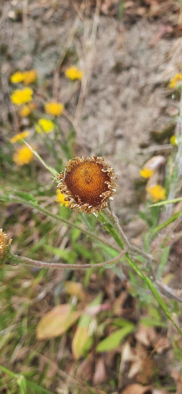 Pulicaria odora 3