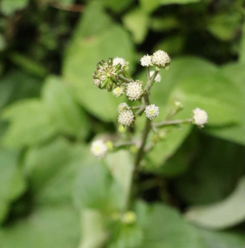Adenocaulon 4
