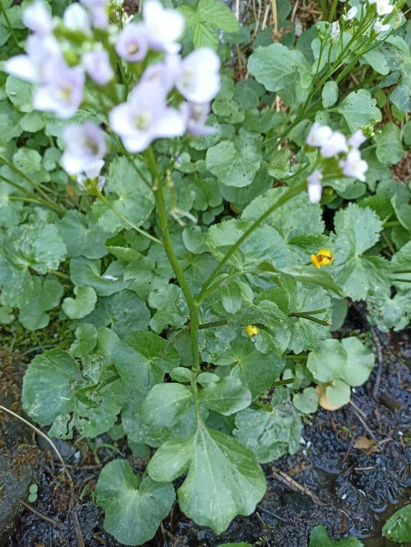 Cardamine raphanifolia 19