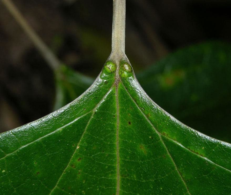 Gmelina arborea 21
