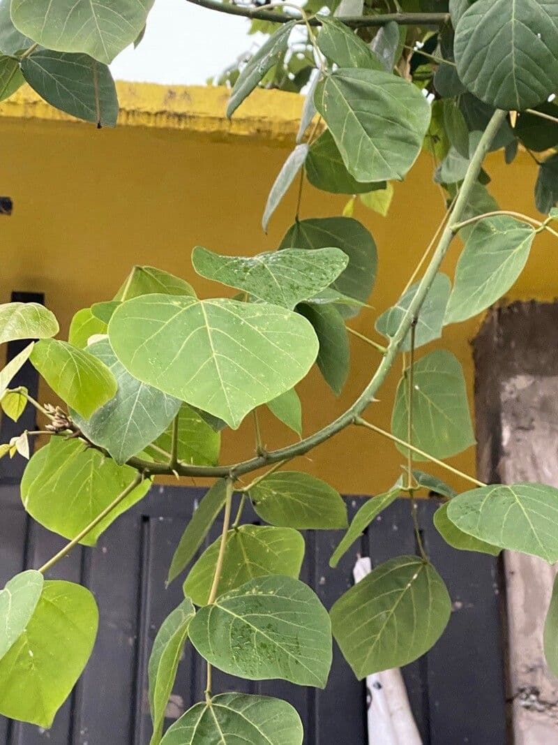 Erythrina americká 5