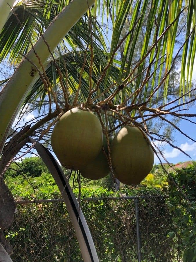 Cocotier