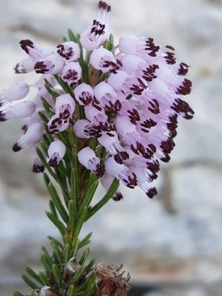 Cornwall-Heide 7
