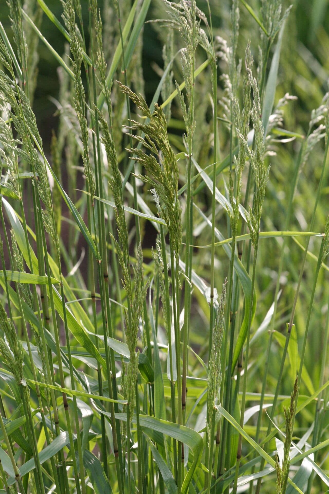 Wald-Schwingel