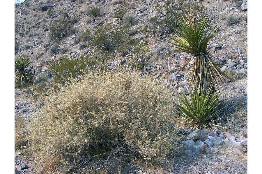 Brickellia pustynna 2
