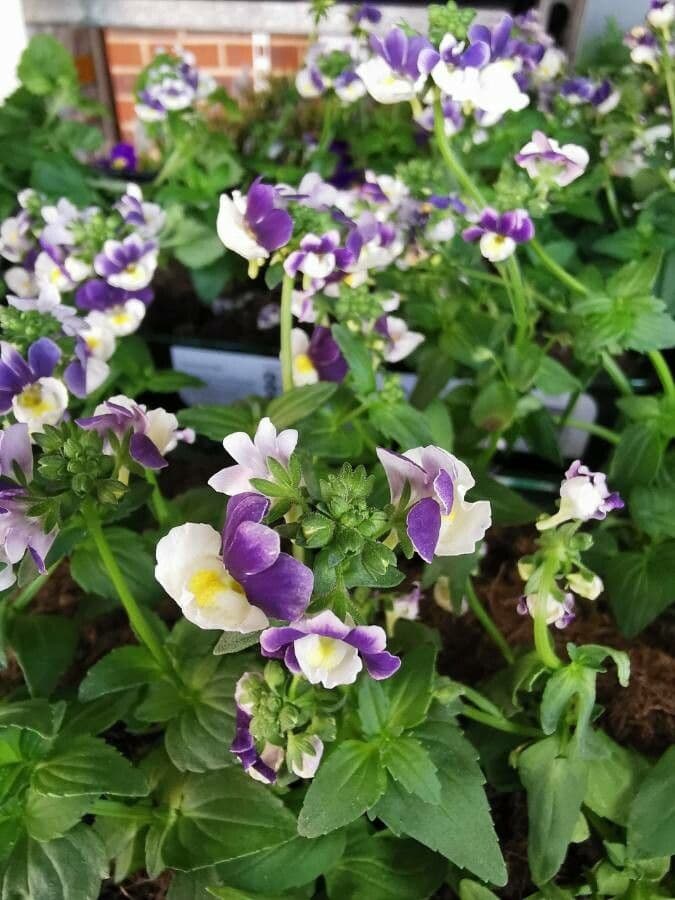 Torenia 23