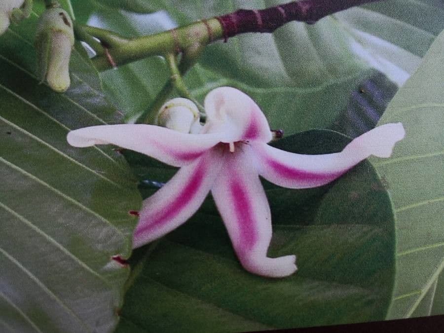 Dipterocarpus