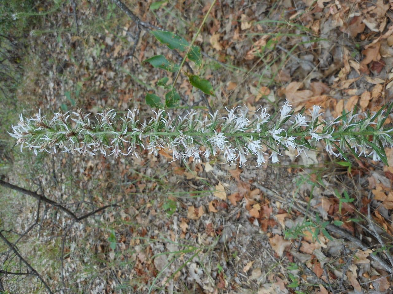 Liatris elegans 6