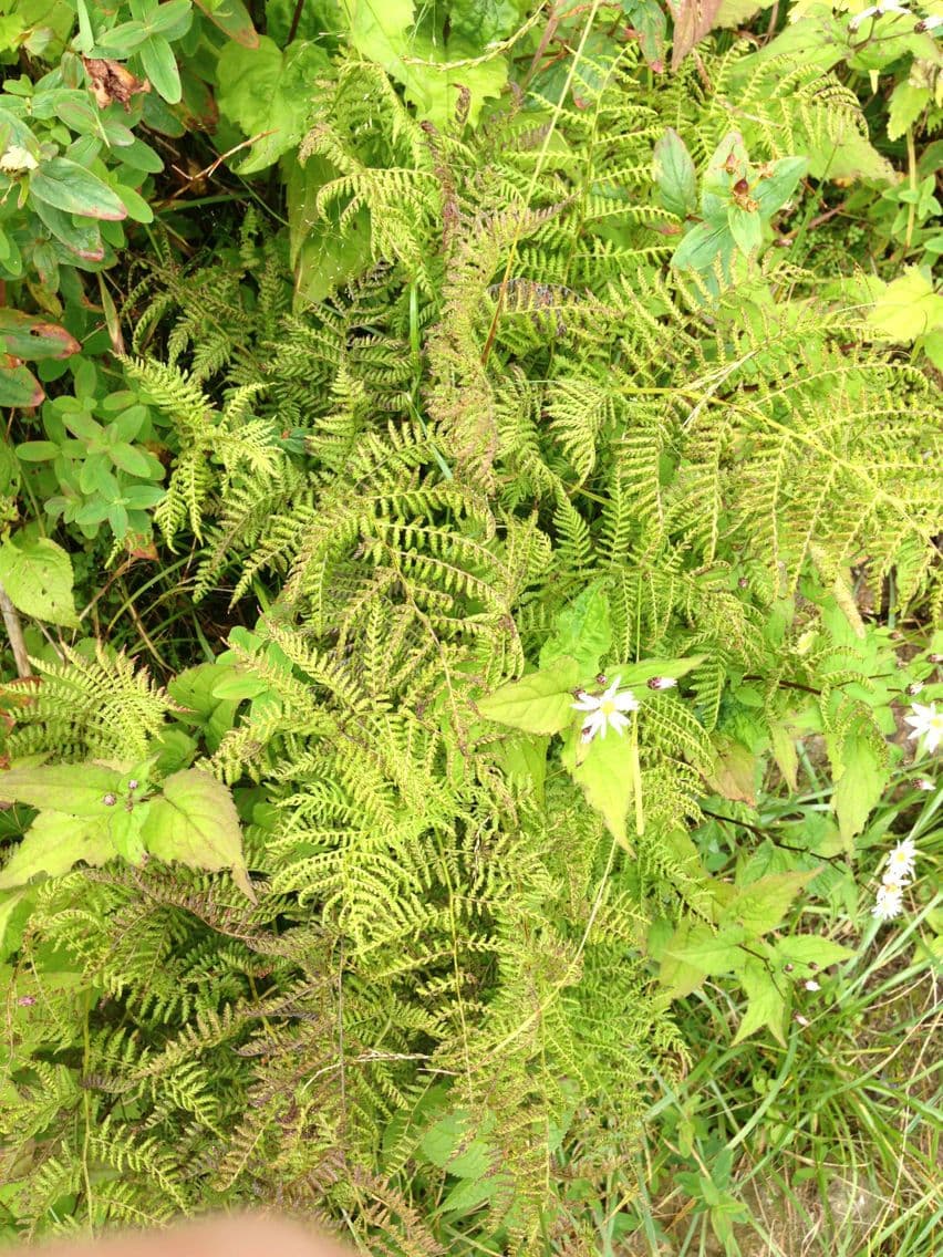 Dennstaedtia punctilobula 4