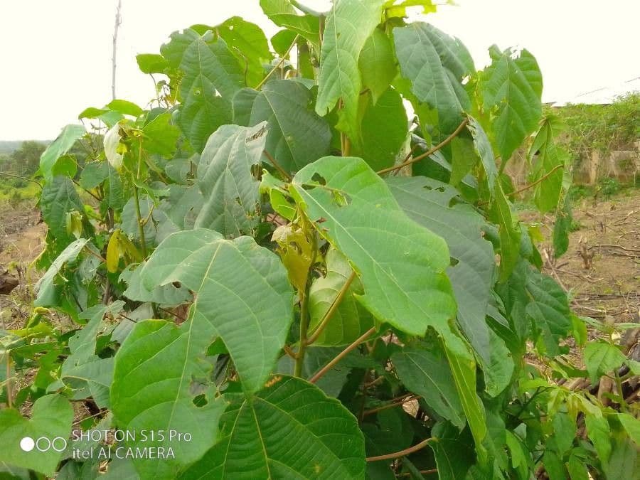 Gmelina arborea 30