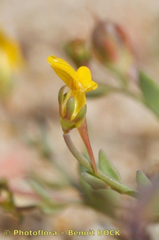 Linaria gialla 8
