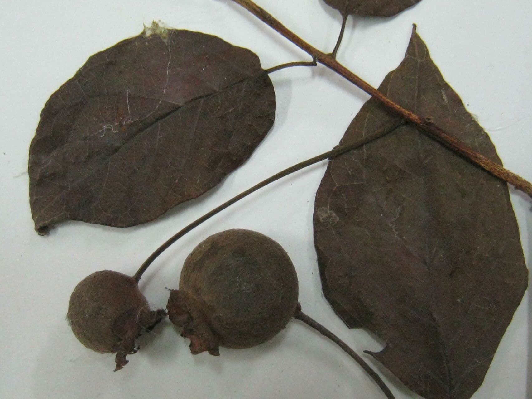 Campomanesia 9