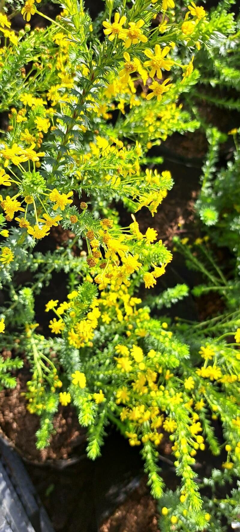 Euryops 3