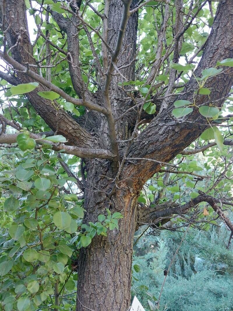 Pero di Callery 23