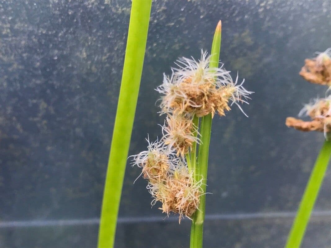 Schoenoplectus triqueter 10