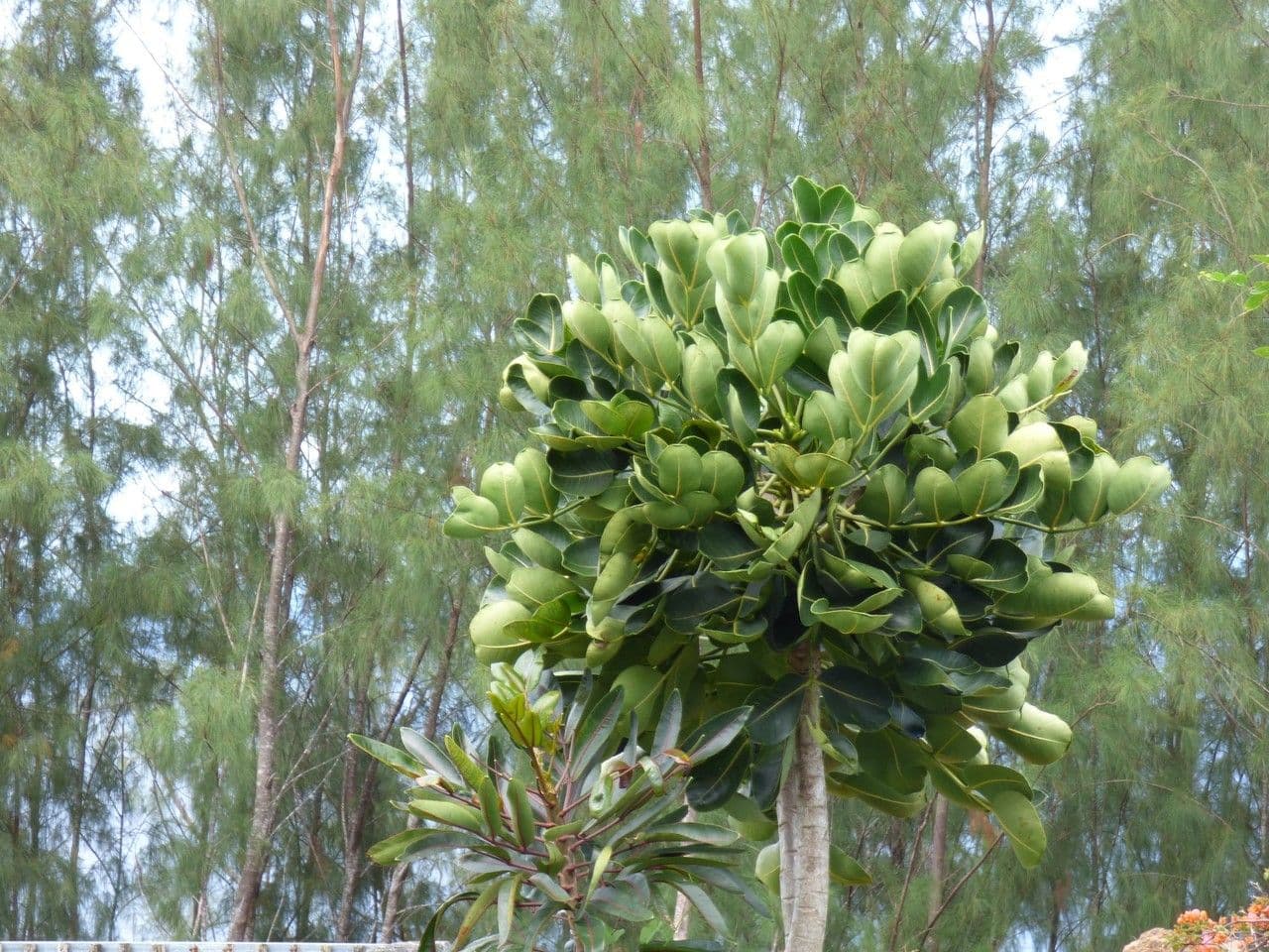 Polyscias 12