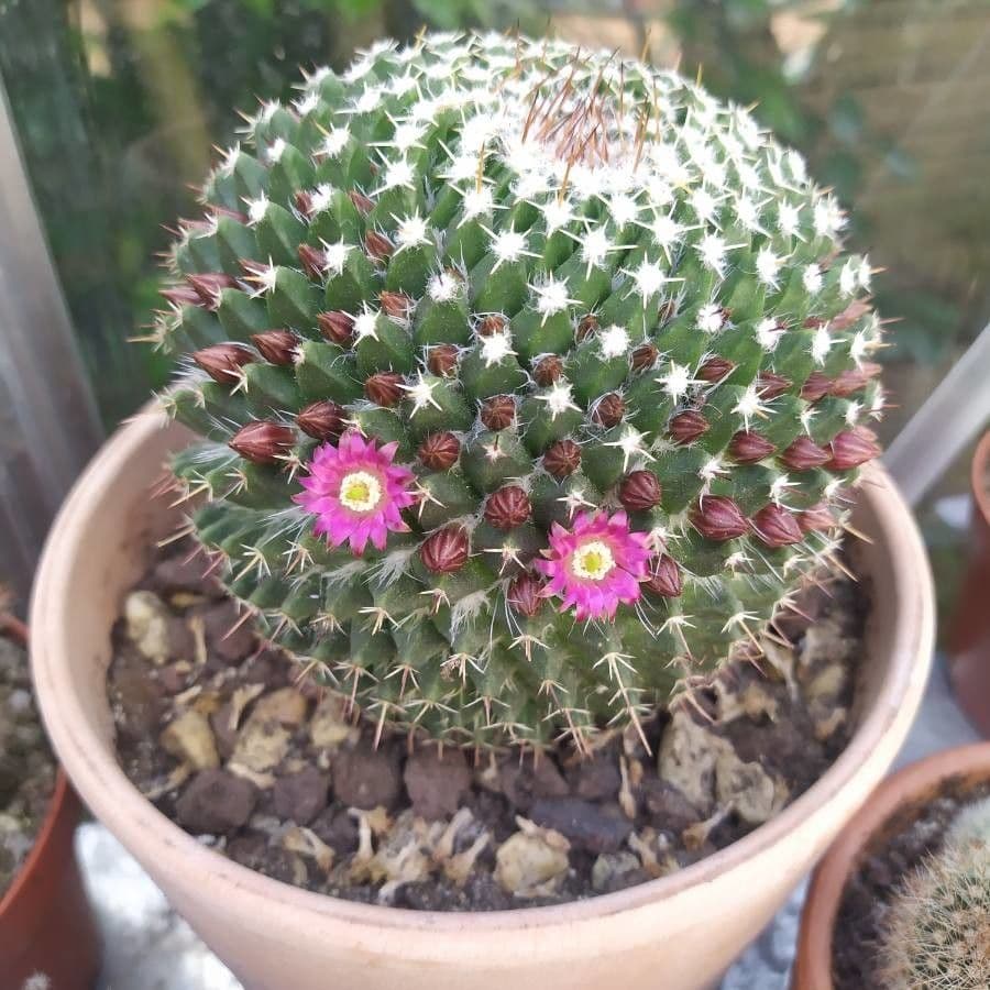 Mammillaria