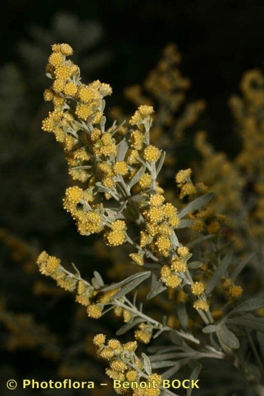 Assenzio 24