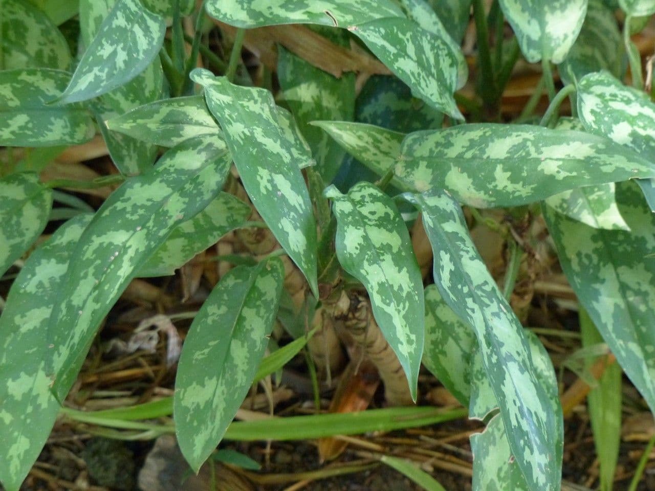 Aglaonema 29