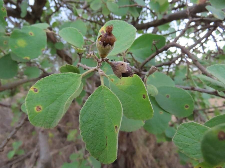 Cordia 2