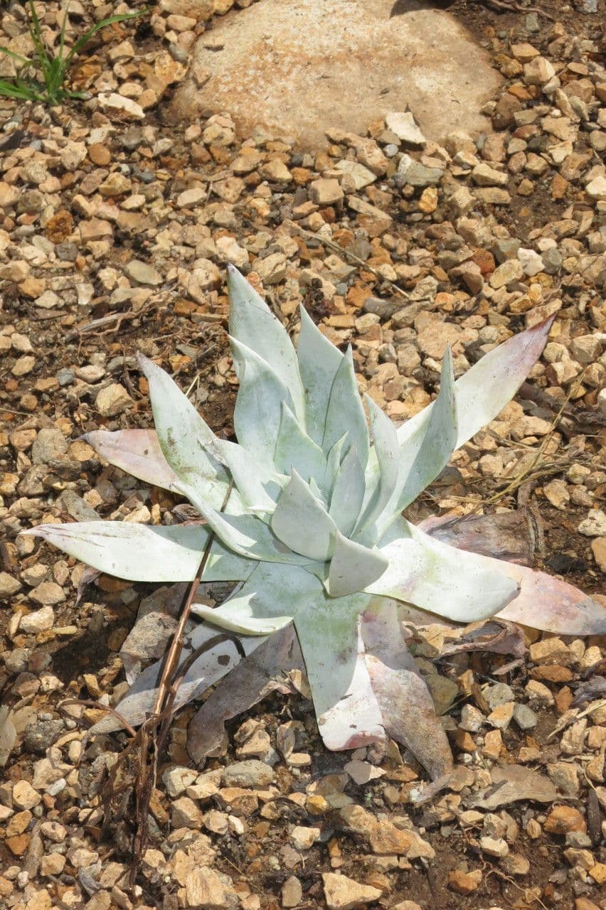 Dudleya Brittonova 3