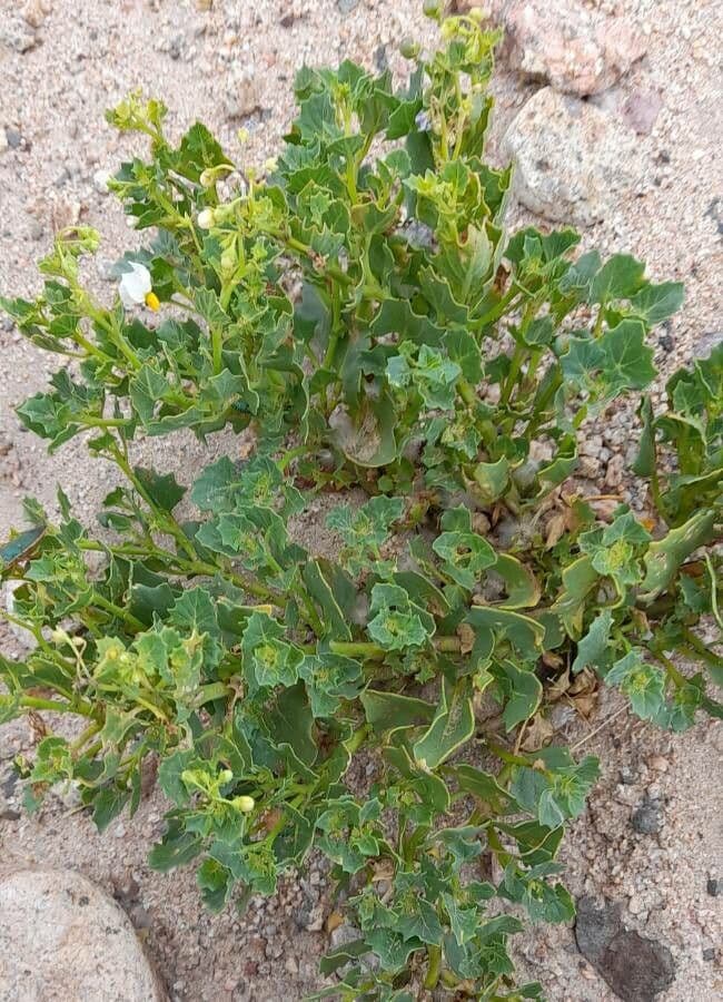 Solano 3