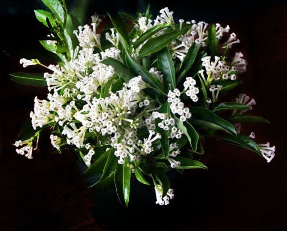 Cestrum diurnum 5