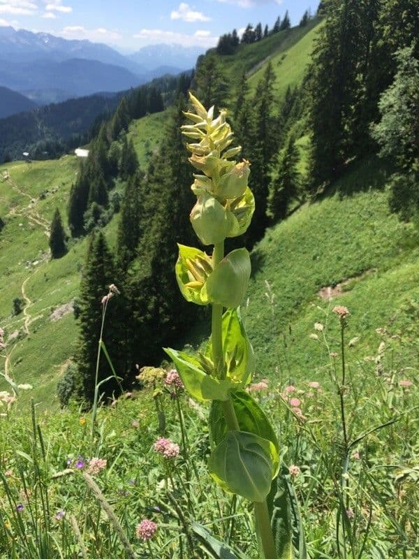 Genziana maggiore 9