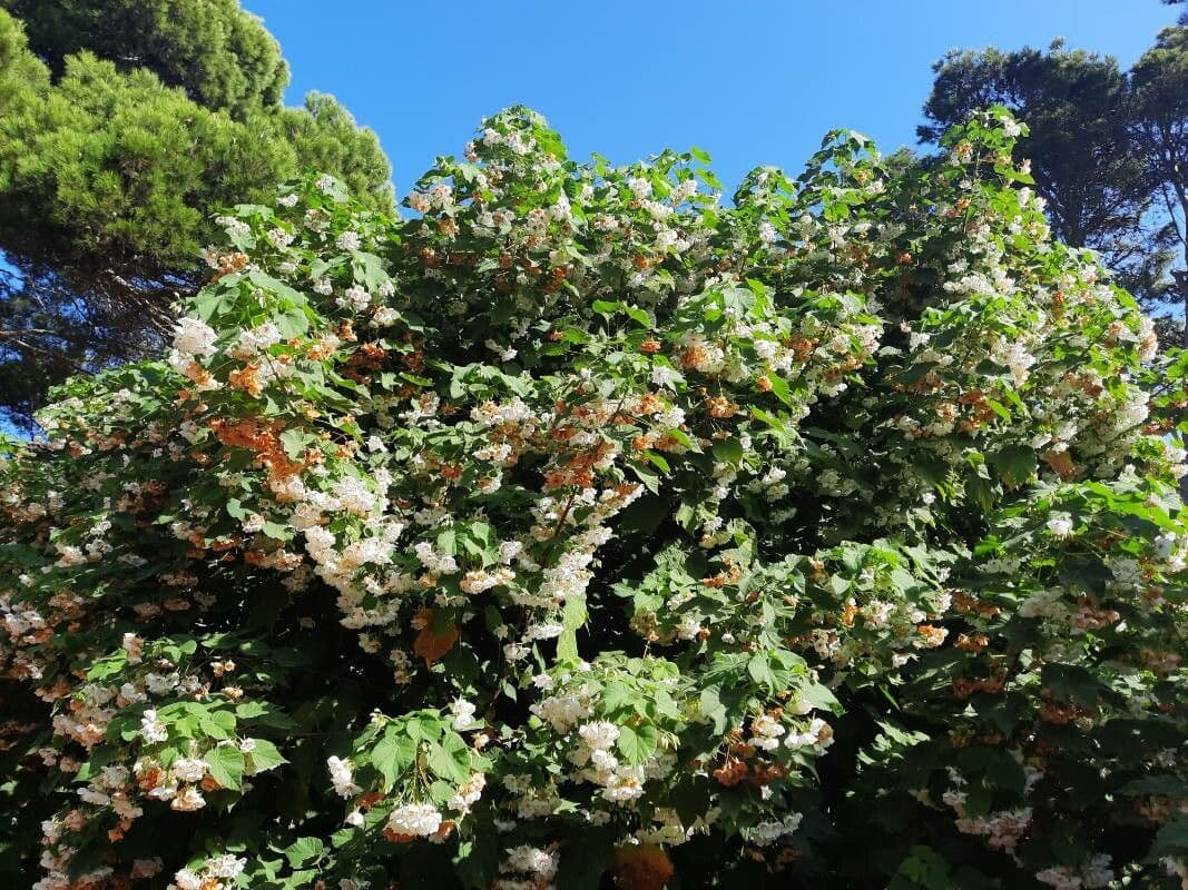 Dombeya 6
