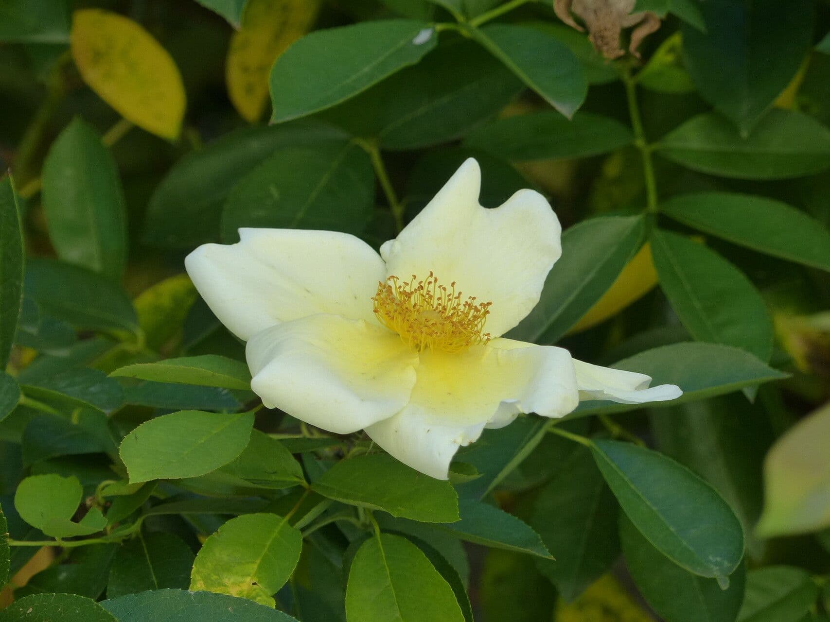 Macartney-Rose 3