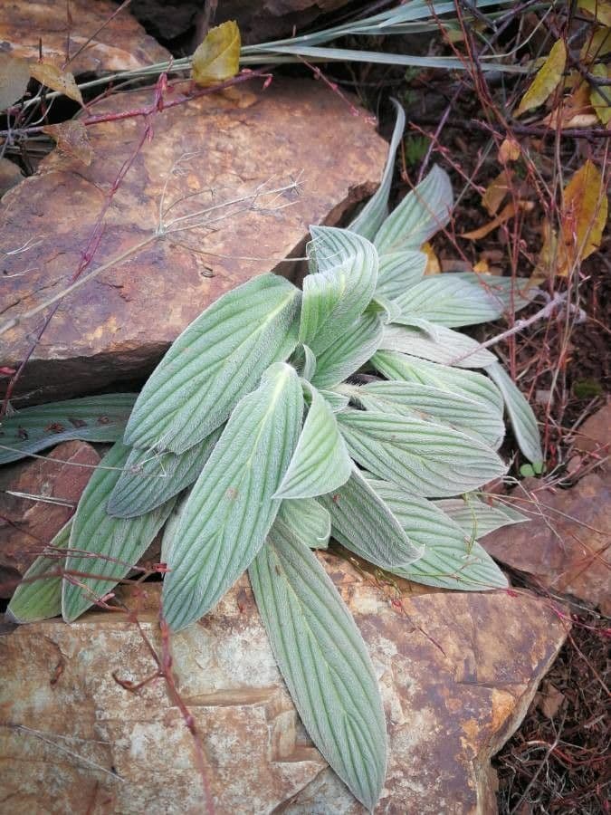 Facelia hastata 13