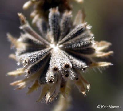 Blepharizonia