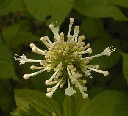 Valeriana pauciflora 3