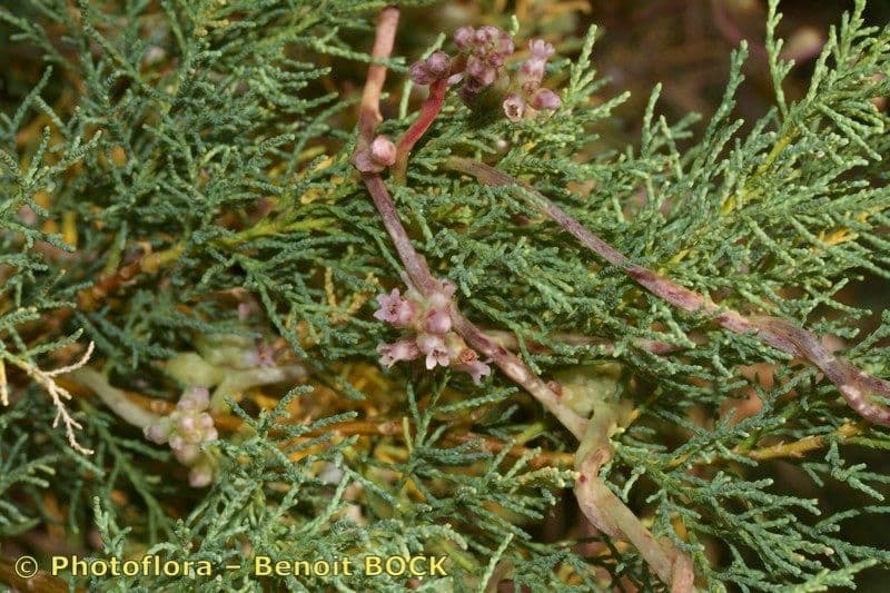 Cuscuta 12