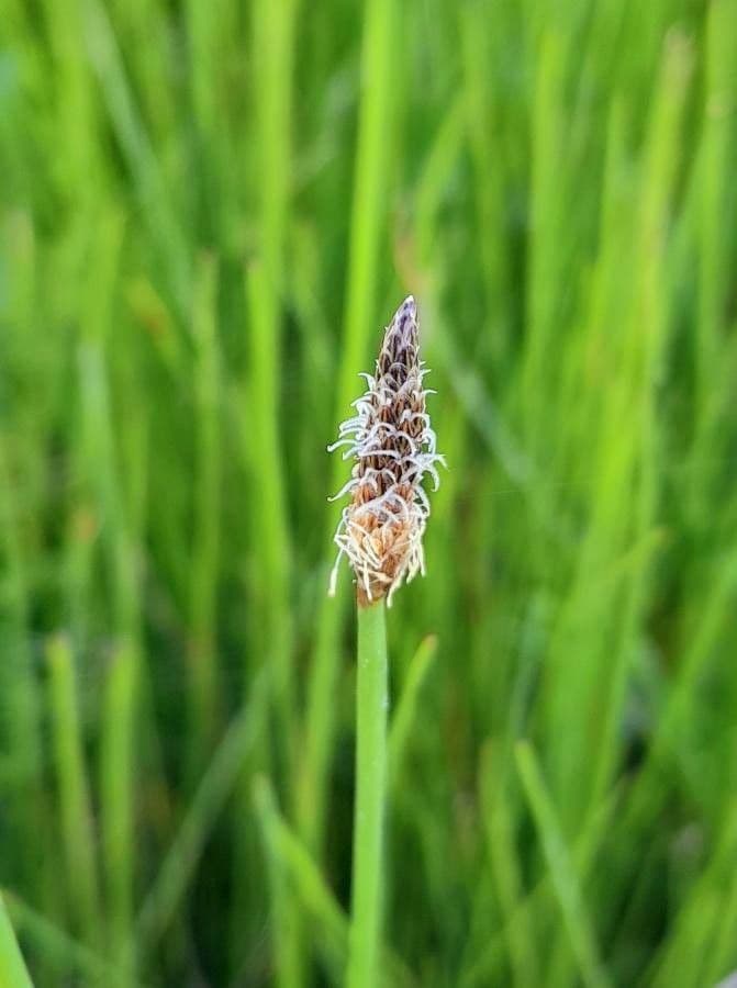 Sedge bonariensis 9