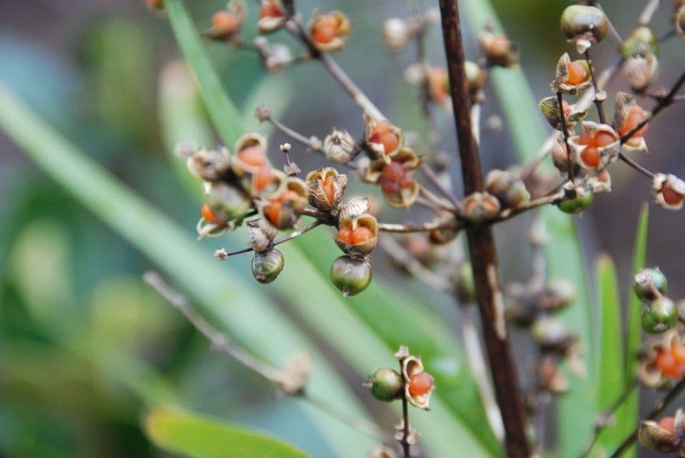 Lomandra insulare 3