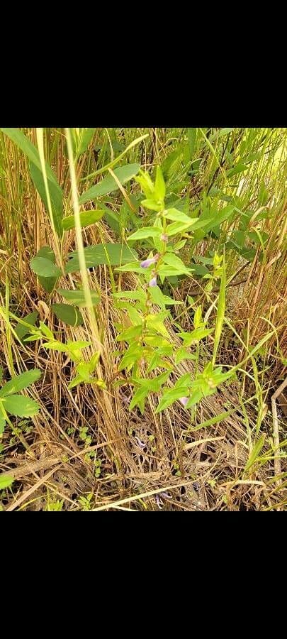 Scutellaria comune 17