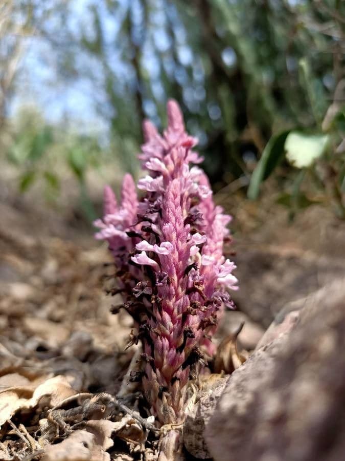 Striga gesnerioides 4