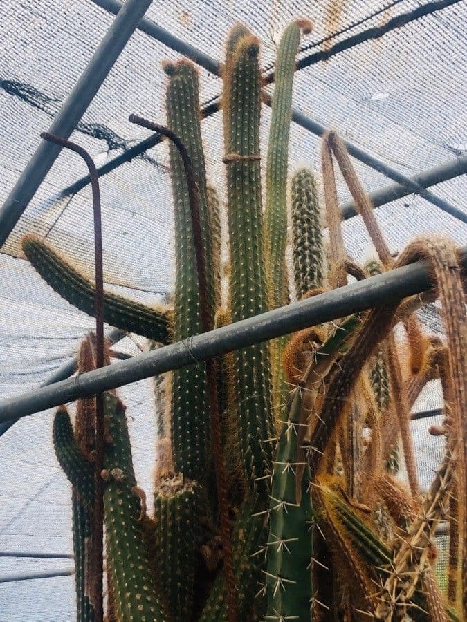 Cleistocactus