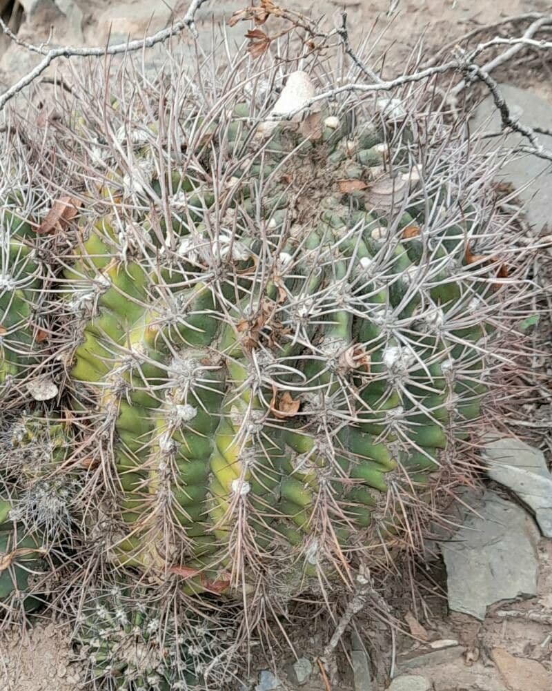 Gymnocalycium 4