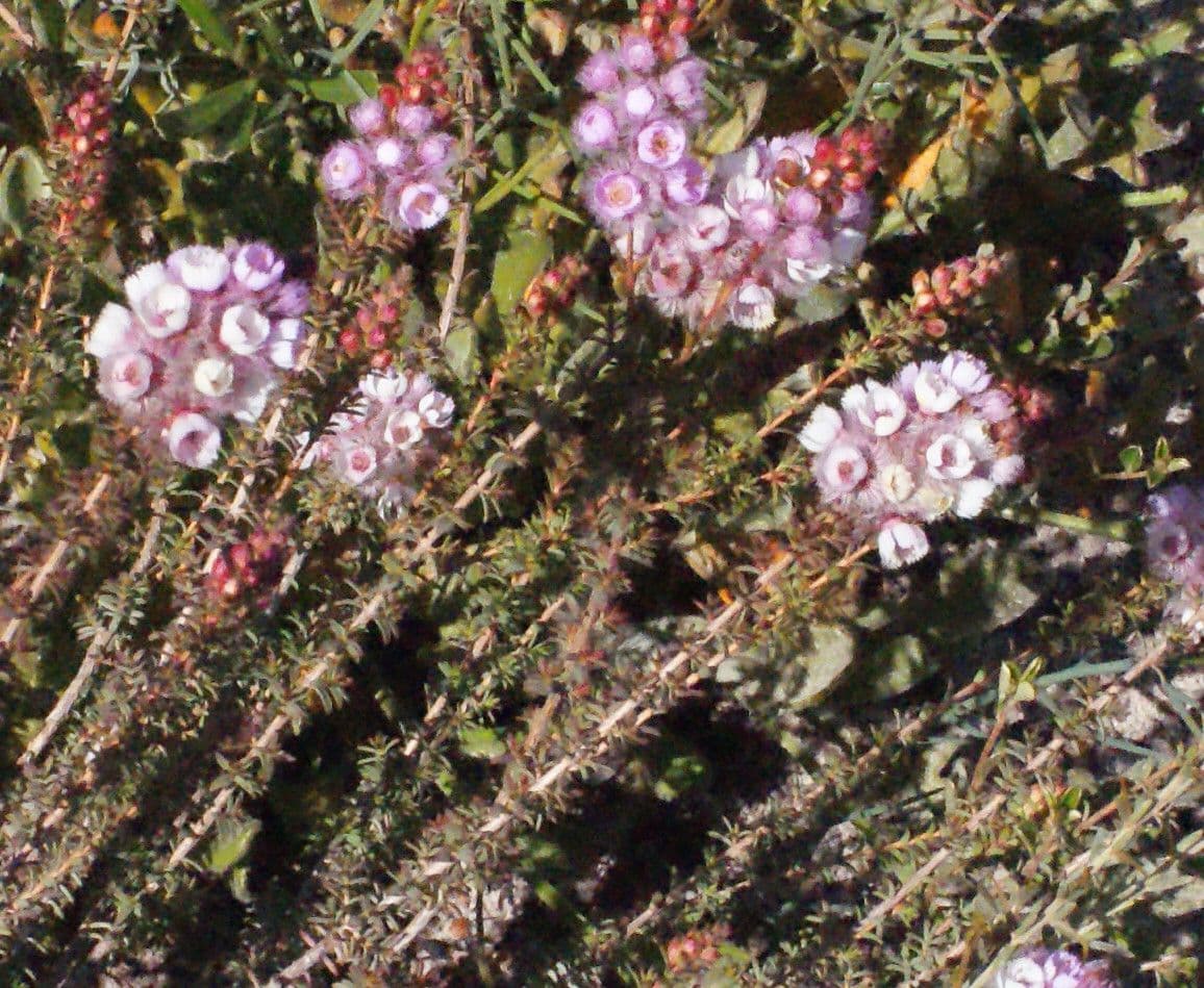 Verticordia plumosa 5