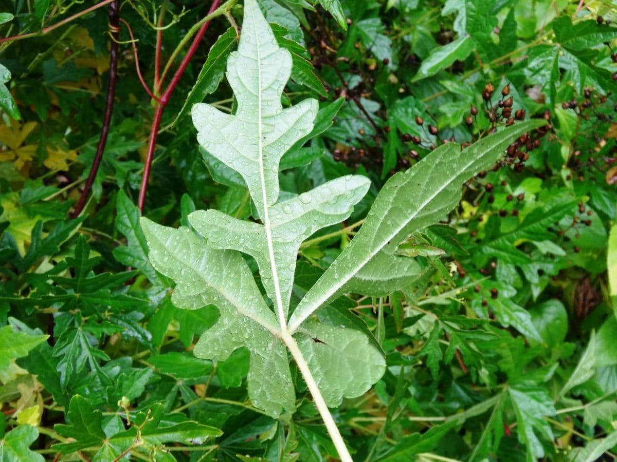 Ampelocissus 6