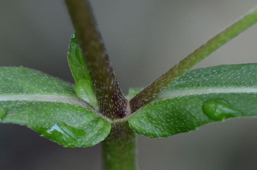 Eclipta 20