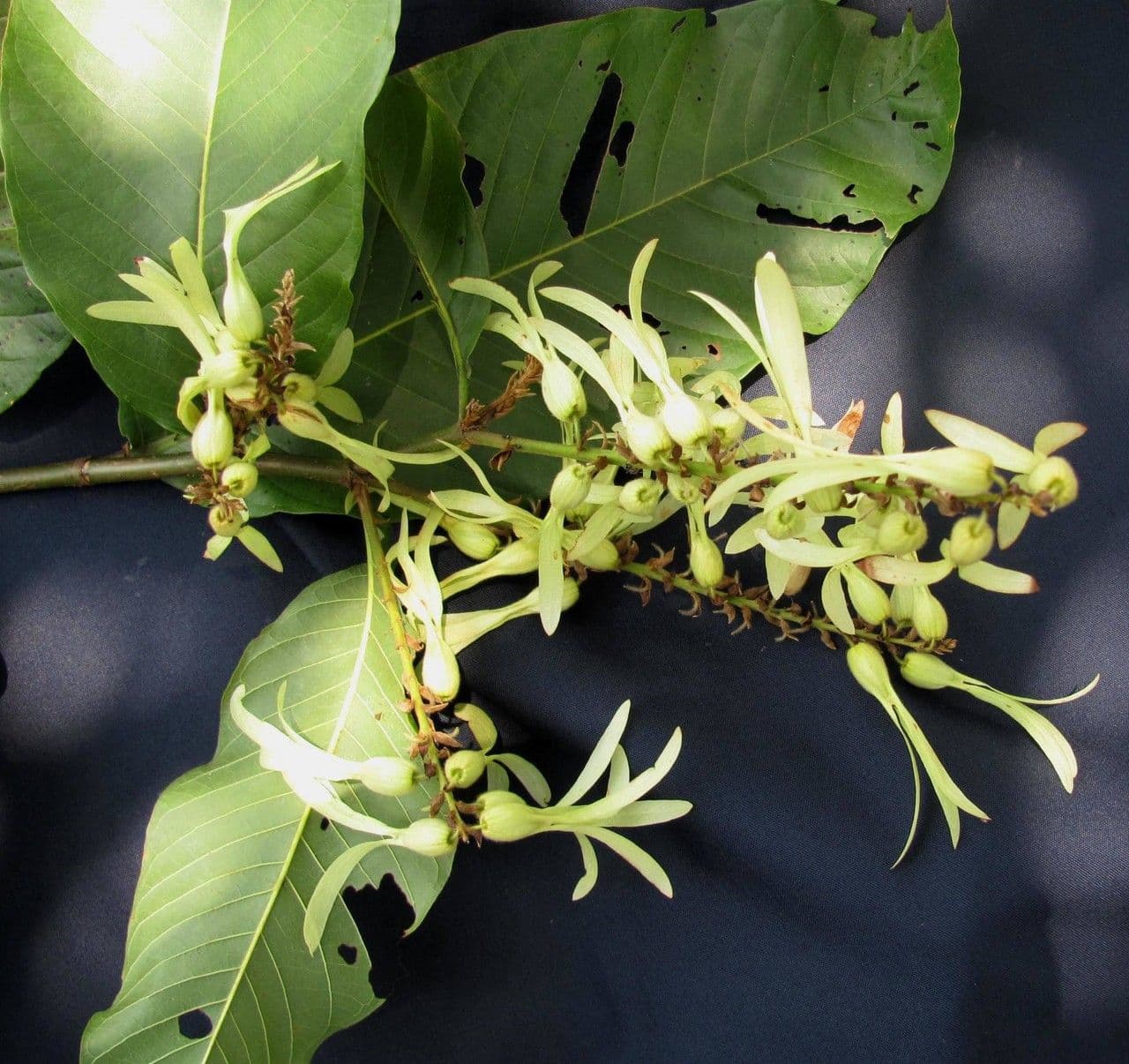 Triplaris 9