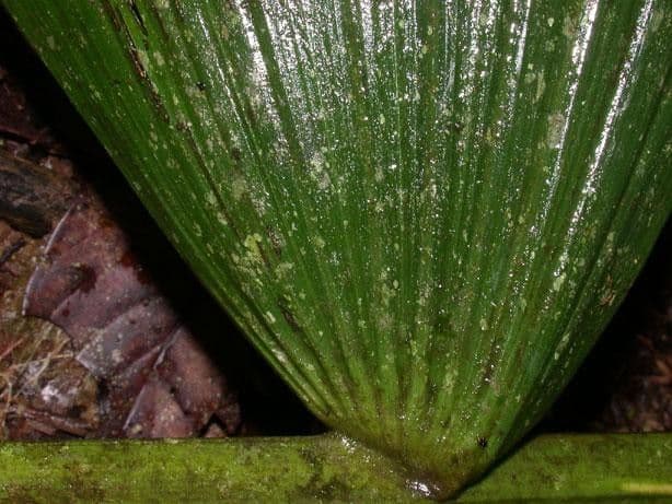 Palma panciuta 15