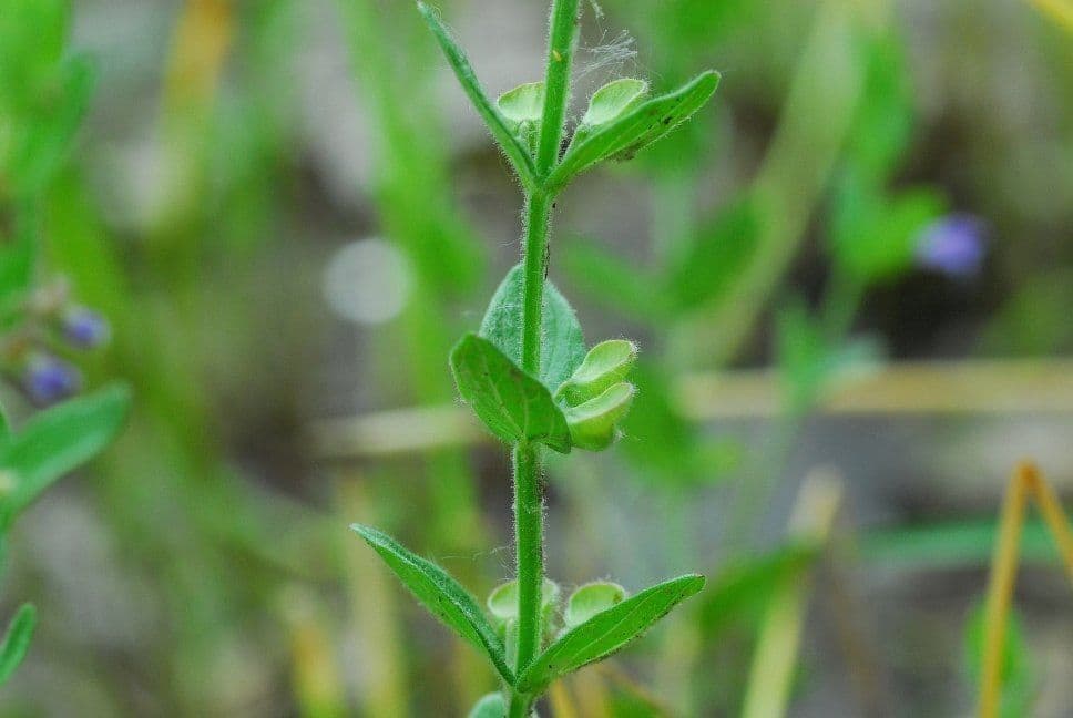 Šalvia)'=='malá 10