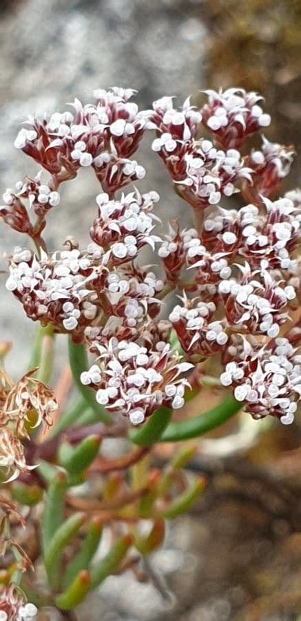 Dicheranthus 2